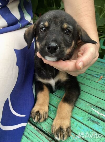 Малыш в дар