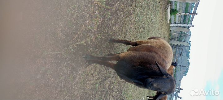 Курдючный баран племенной