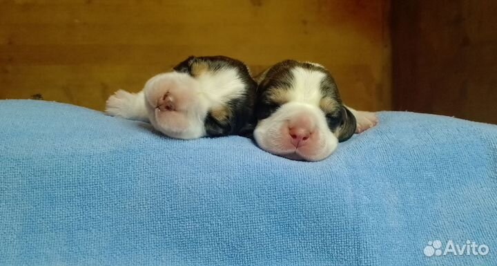 Щенки бигля