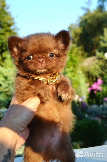 Шоколадное чудо