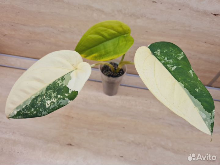 Сингониум Чиапенсе вар