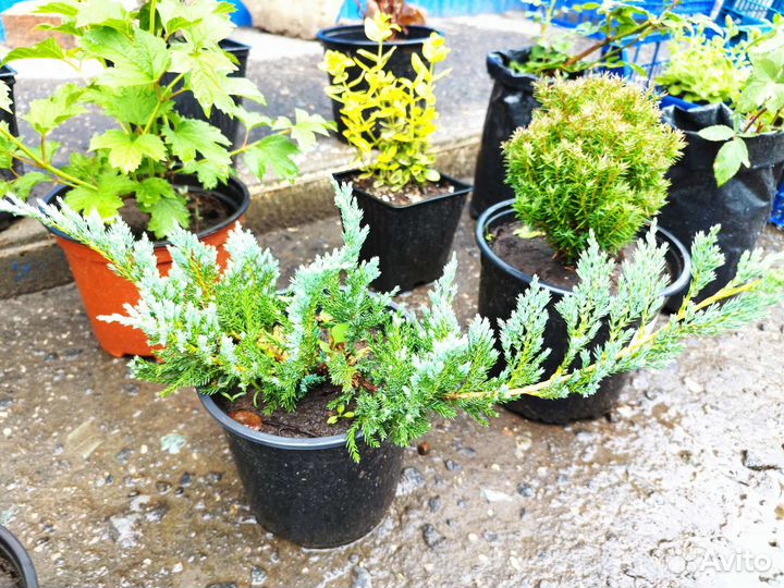 Можжевельник