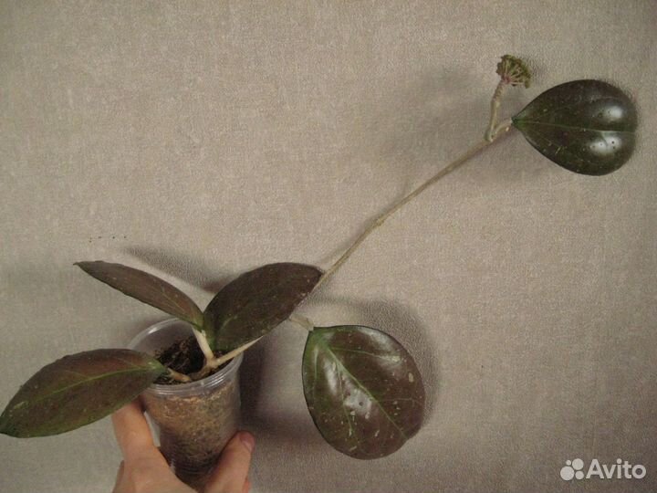 Сортовые простые в уходе хойи