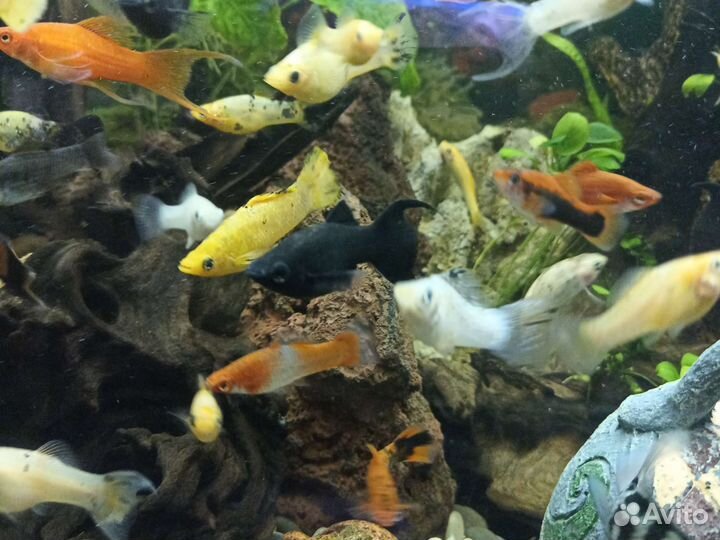 Аквариумные рыбки