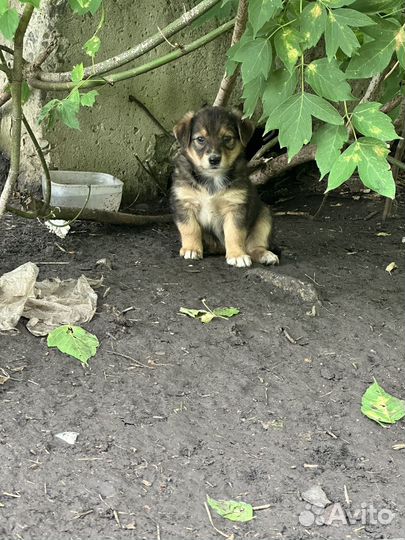 Щенята от маленькой собачки