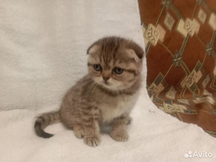 Шотландские котята