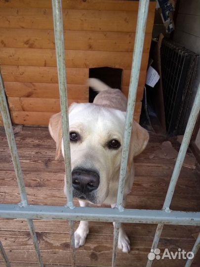 Передержка собак крупных и мелких пород и кошек