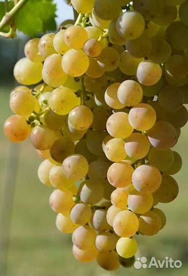 Саженцы винограда 4+1