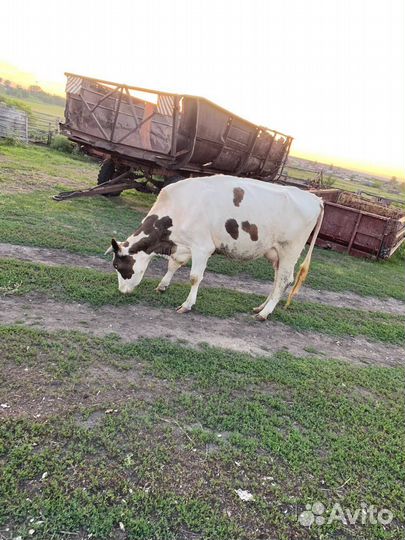 Корова стельная дойная