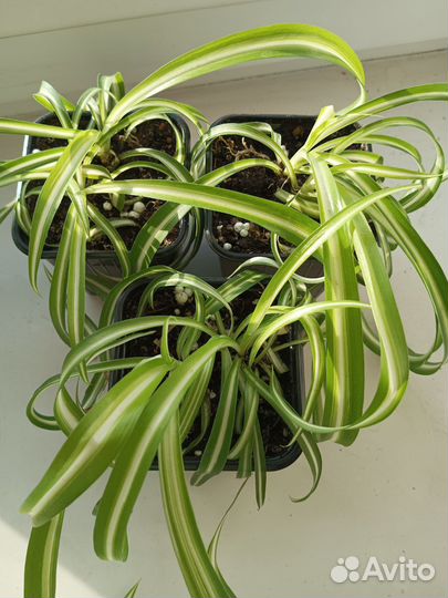 Хлорофитум