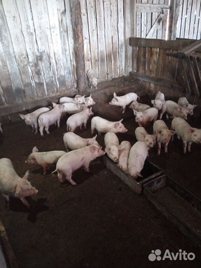 Поросенок ландрас