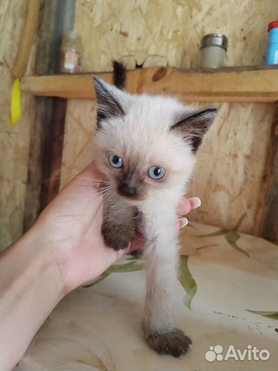 Отдам котят в хорошие руки