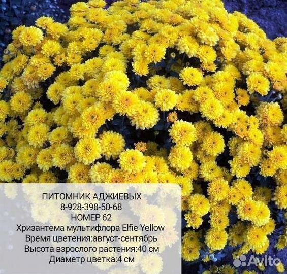 Хризантемы мультифлора