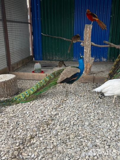 Яйцо павлина