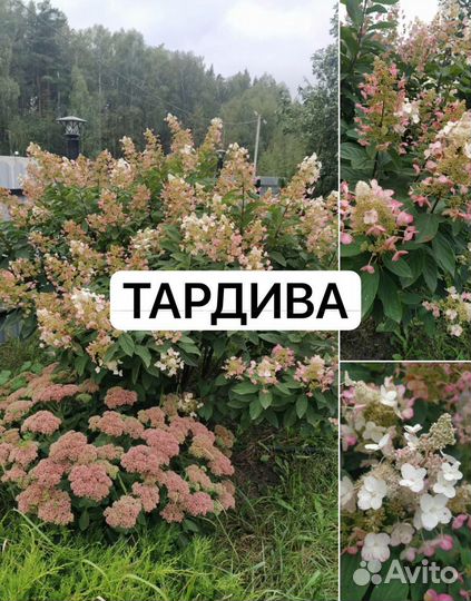Гортензия метельчатая