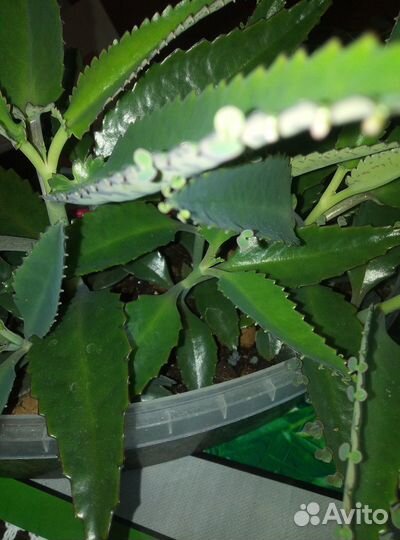 Каланхое лечебное