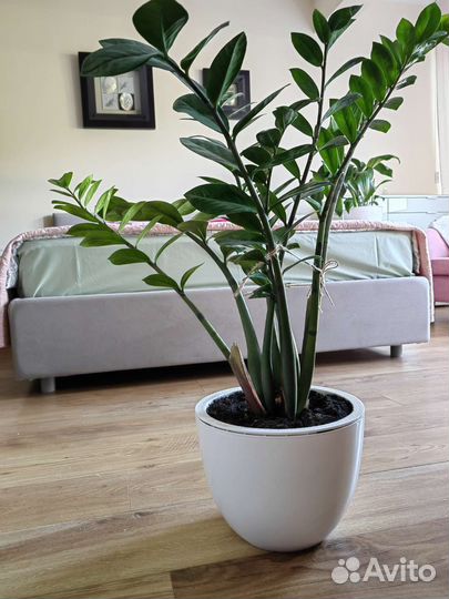 Замиокулькас