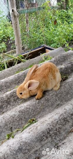 Продам кроликов