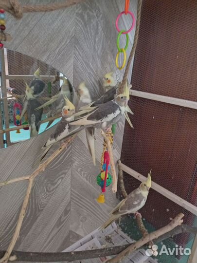 Попугай корелла