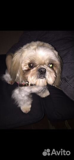 Кабель Ши-тцу ищет невесту для разовой вязки