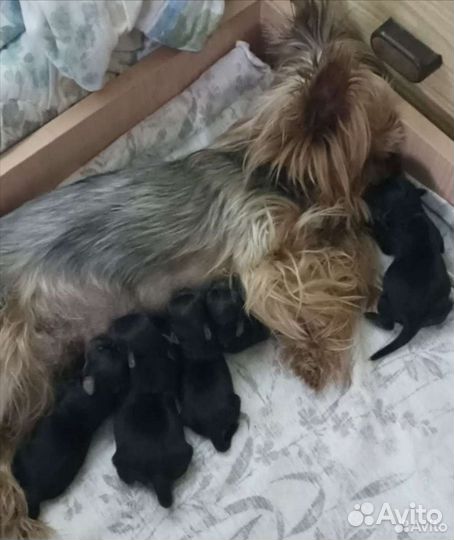Щенки йорка мини