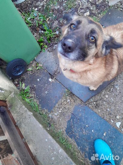 Собаки в добрые руки