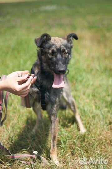 Эльбрусу грозит инвалидность