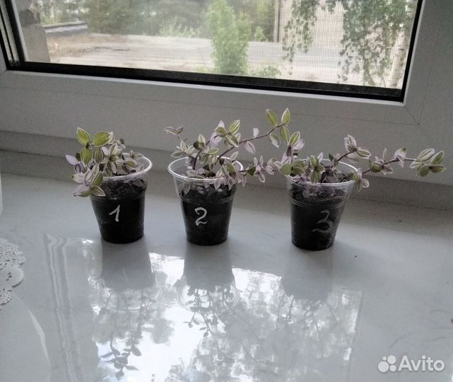 Каллизия Розовая Пантера Pink Panther