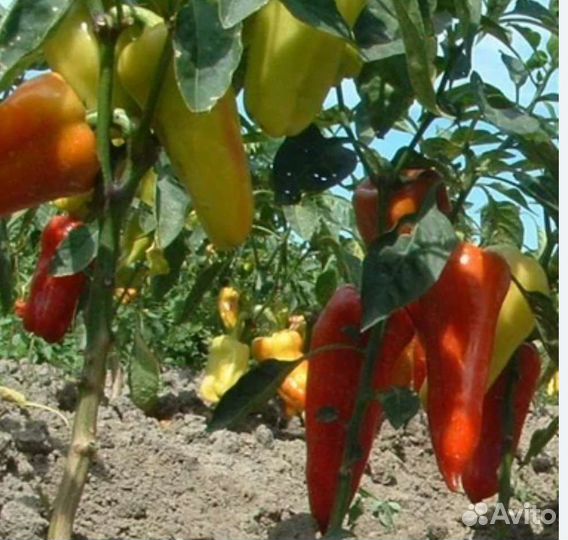 Перец болгарский Сабля и Романцова рассада