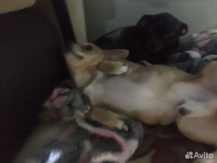 Чихуахуа мини мальчик