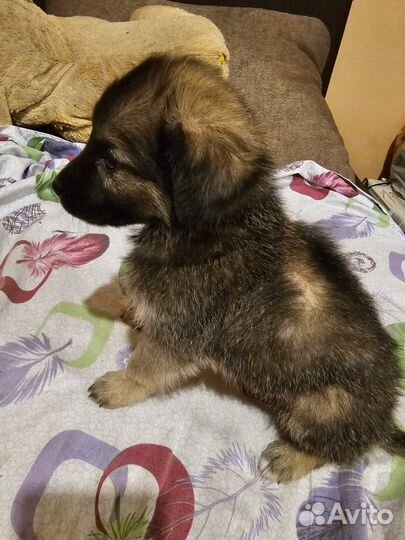 Щенки от маленькой собачки бесплатно