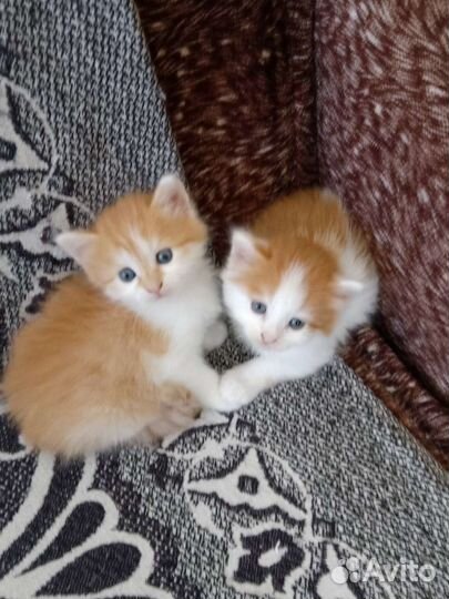 Кошка в дар