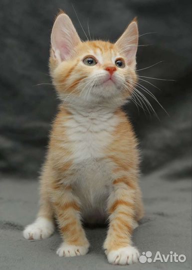 Котенок рыжий в добрые ручки