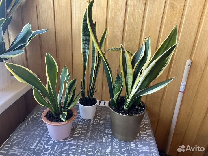 Сансевиерия сортовая