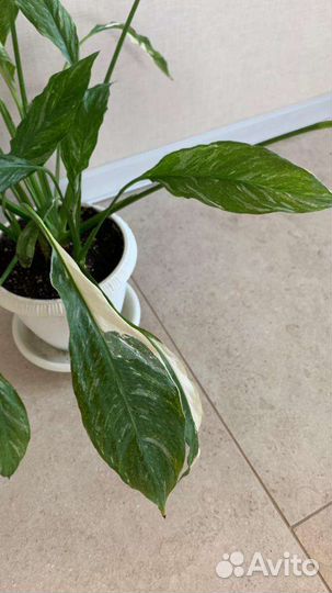 Спатифиллум джемини