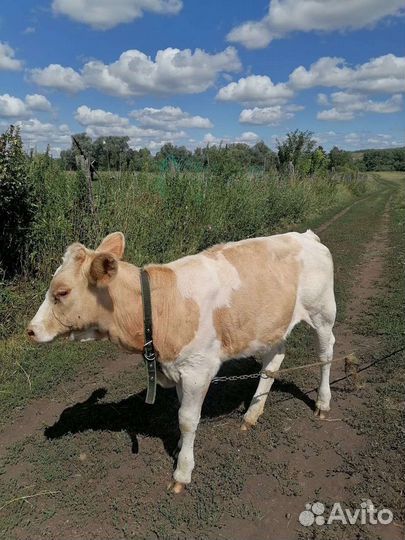 Телка 7 месяцев