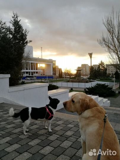 Выгул собак в центре Ростова