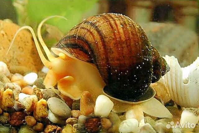 Улитки ампулярии