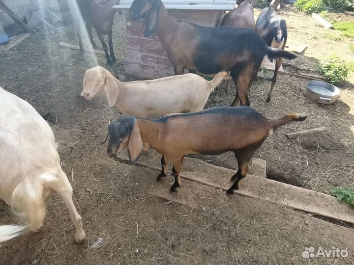 Козлята, козел