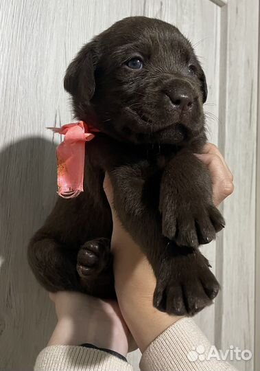 Лабрадорчики