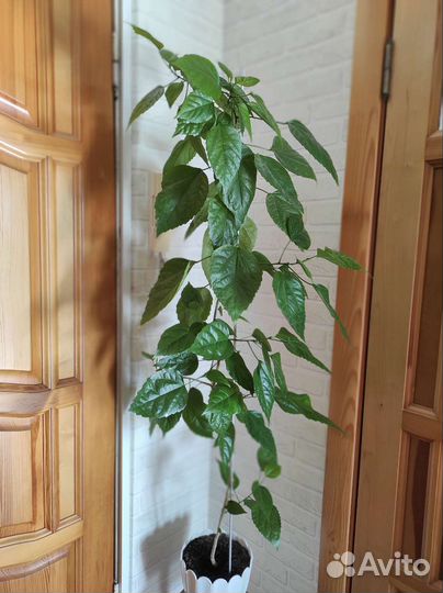 Гибискус китайская роза