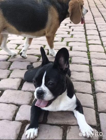 Зоогостиница. Передержка кошек и собак официально