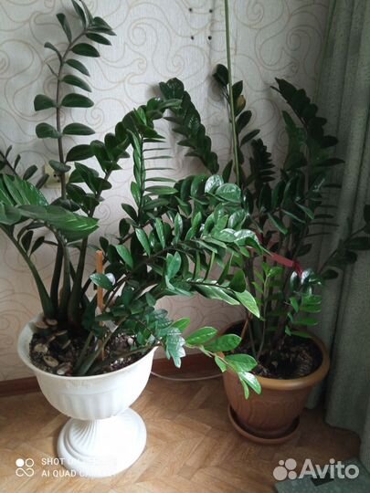 Комнатные цветы