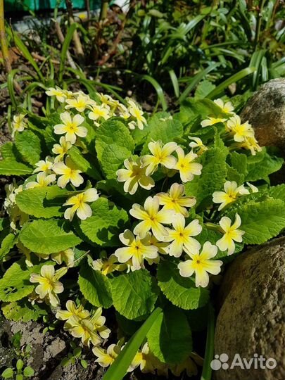 Растения для сада