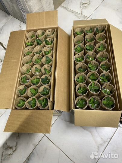 Гортензия метельчатая. Укорененные черенки