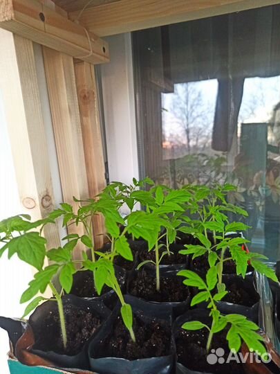 Продаю рассаду перцев и томатов