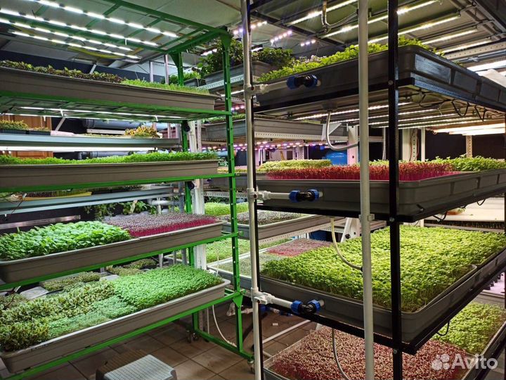 Помогу запустить вертикальную сити ферму под ключ