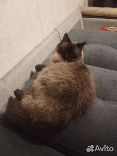 Отдадим кота