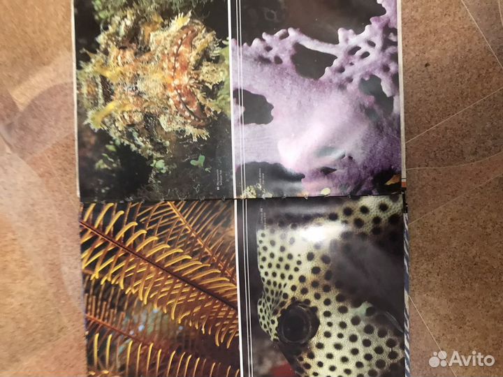 Альбом Майя