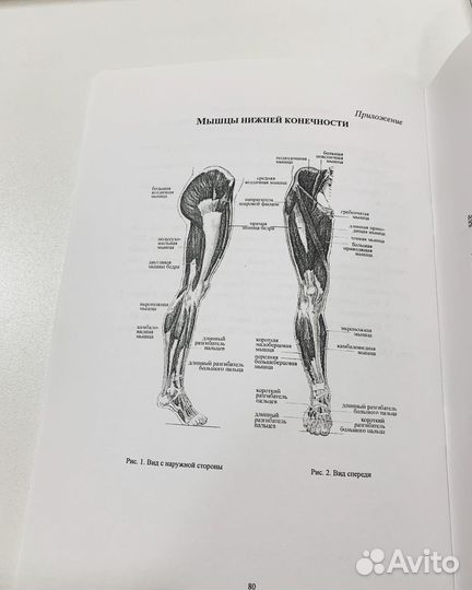 Анатомия и биомеханика в хореографии